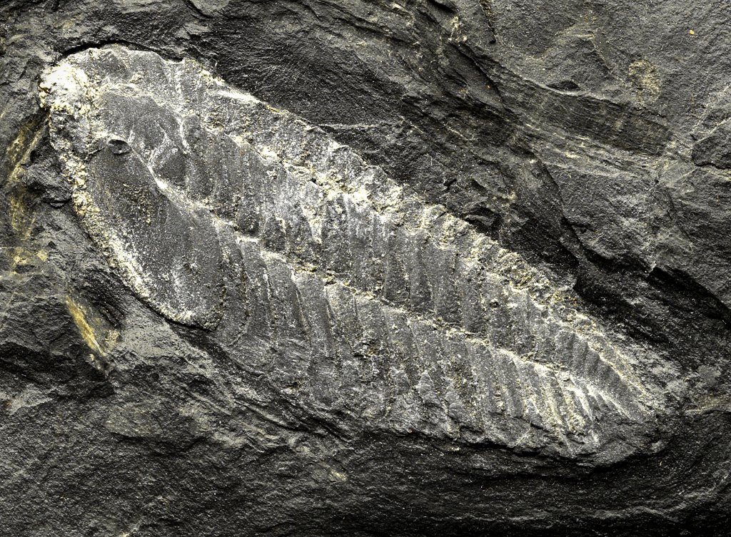 Neseuretus avus Valongo Trilobite from Portugal