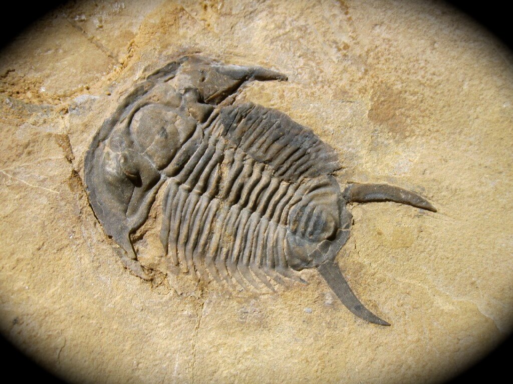 Tricrepicephalus Trilobite