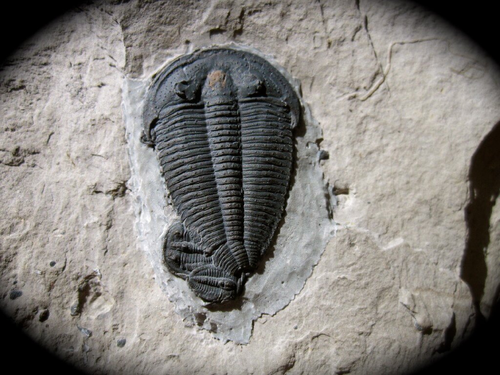 Altiocculus harrisi Trilobites