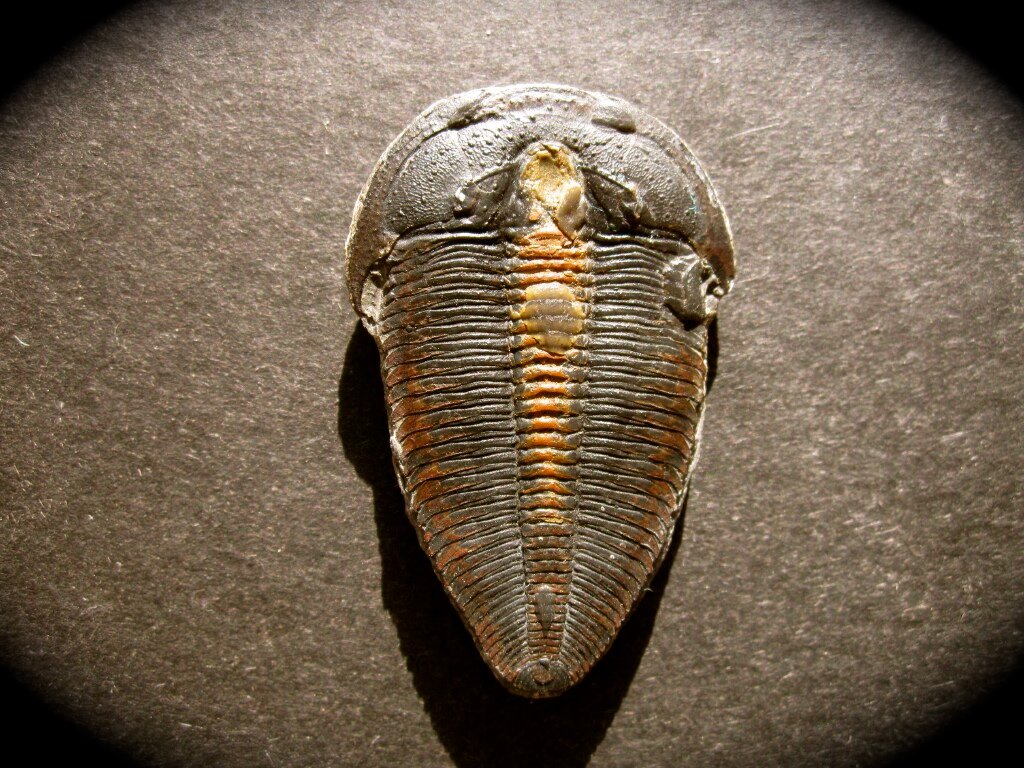Rare Altiocculus harrisi Trilobite from Utah