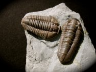 Flexicalymene retrosa Trilobites