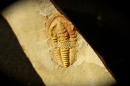 Daguinaspis Fallotaspid Trilobite
