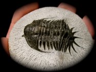 Cheirurid Crotalocephalus Trilobite