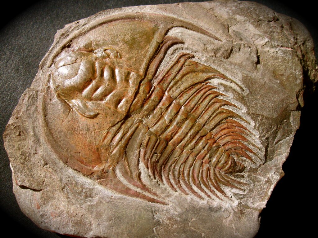 Mesonacis