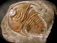 Mesonacis Trilobite