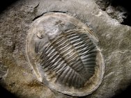 Ogyginus cordensis Trilobite