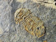 Illaenula illaenoides Trilobite