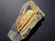 Paradoxides Trilobite and Forfexicaris Arthropod