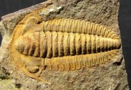 Protolenus densigranulatus Trilobite