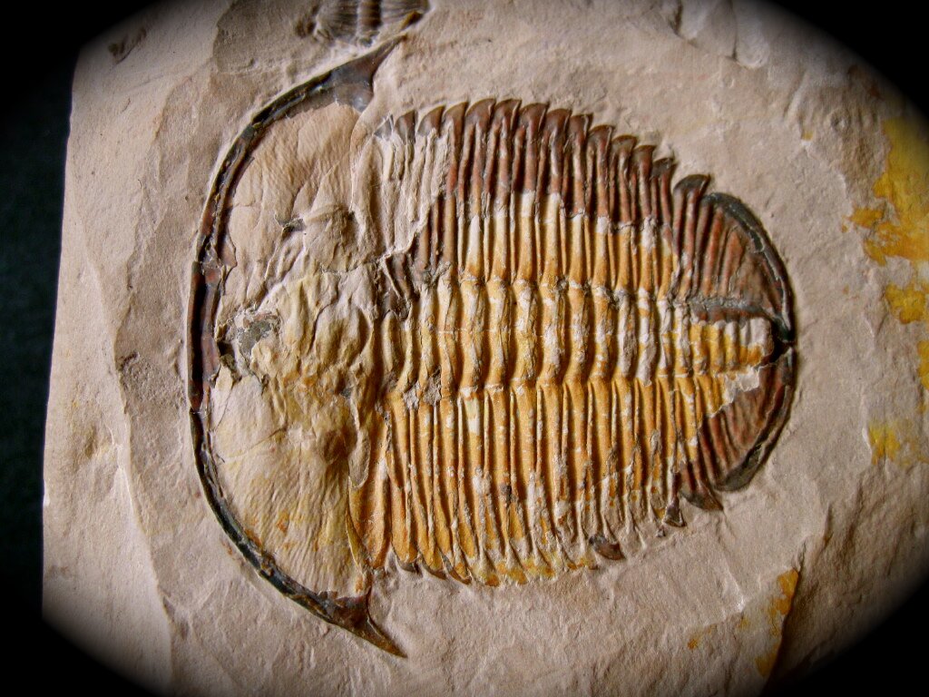 Modocia laevinucha