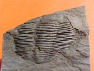 Trilobite Angelina