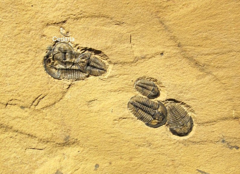 Modocia and Cedaria Trilobites