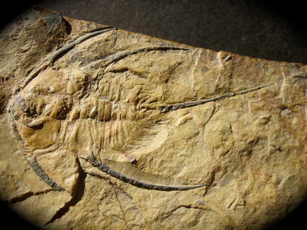 Bristolia Trilobite
