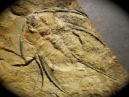 Bristolia Trilobite