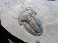 Modocia brevispina Utah Trilobite