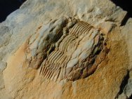 Ectillaenus giganteus Trilobite