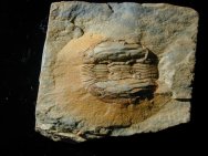 Ectillaenus