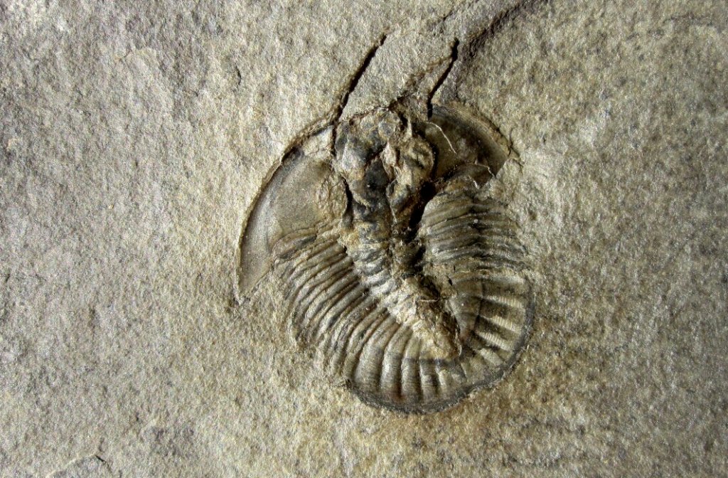 Athabaskia Trilobite