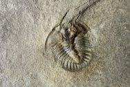 Athabaskia howelli Trilobites