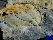 Eodalmanitina destombesi Trilobite