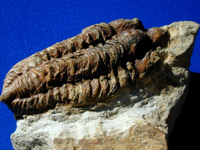 Neseuretus tristan Trilobite