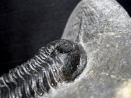 Moroccanites malladoides Trilobite