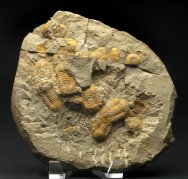 Nileus Asaphid Trilobites