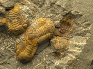 Nileus Trilobites