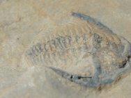 Esmeraldina Trilobite