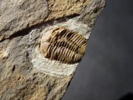 Rare Ductina ductifrons Trilobite