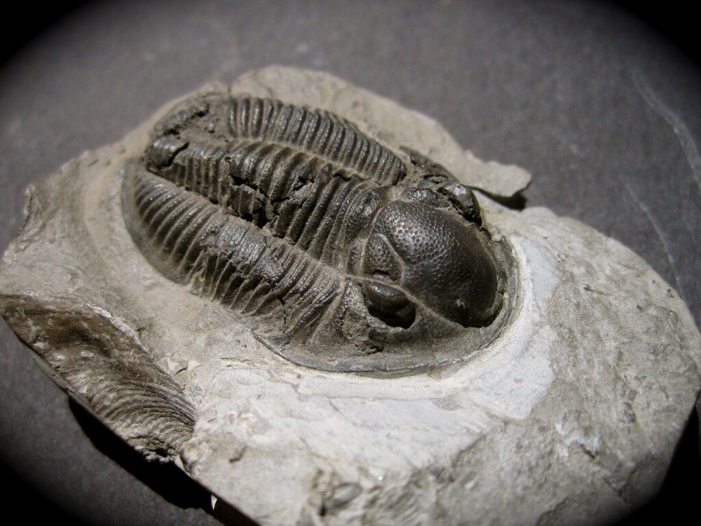 Dechenella macrocephalus