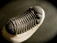 Phacops speculator Moroccan Trilobite