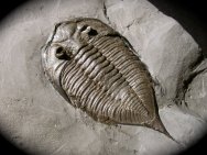 Dalmanites limulurus Trilobite
