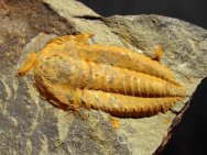 Ornamentaspis Trilobite