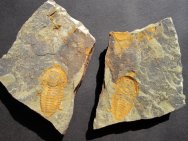 Ornamentaspis Trilobite