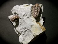 Flexicalymene retrosa Trilobites