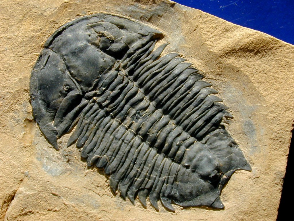 Meteoraspis