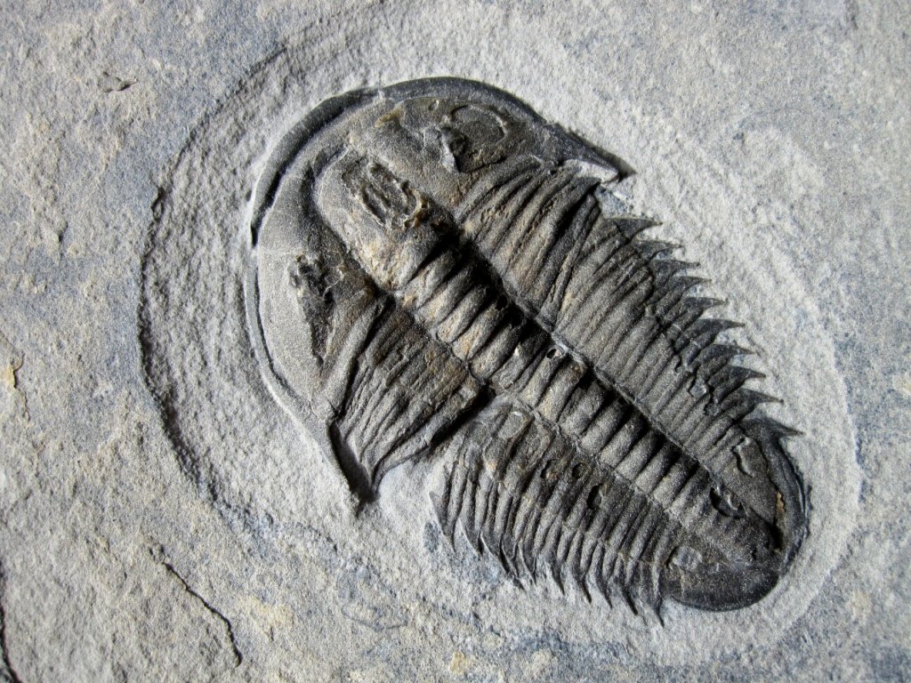 Utaspis Trilobite
