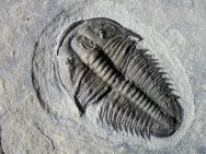 Utaspis marjumensis