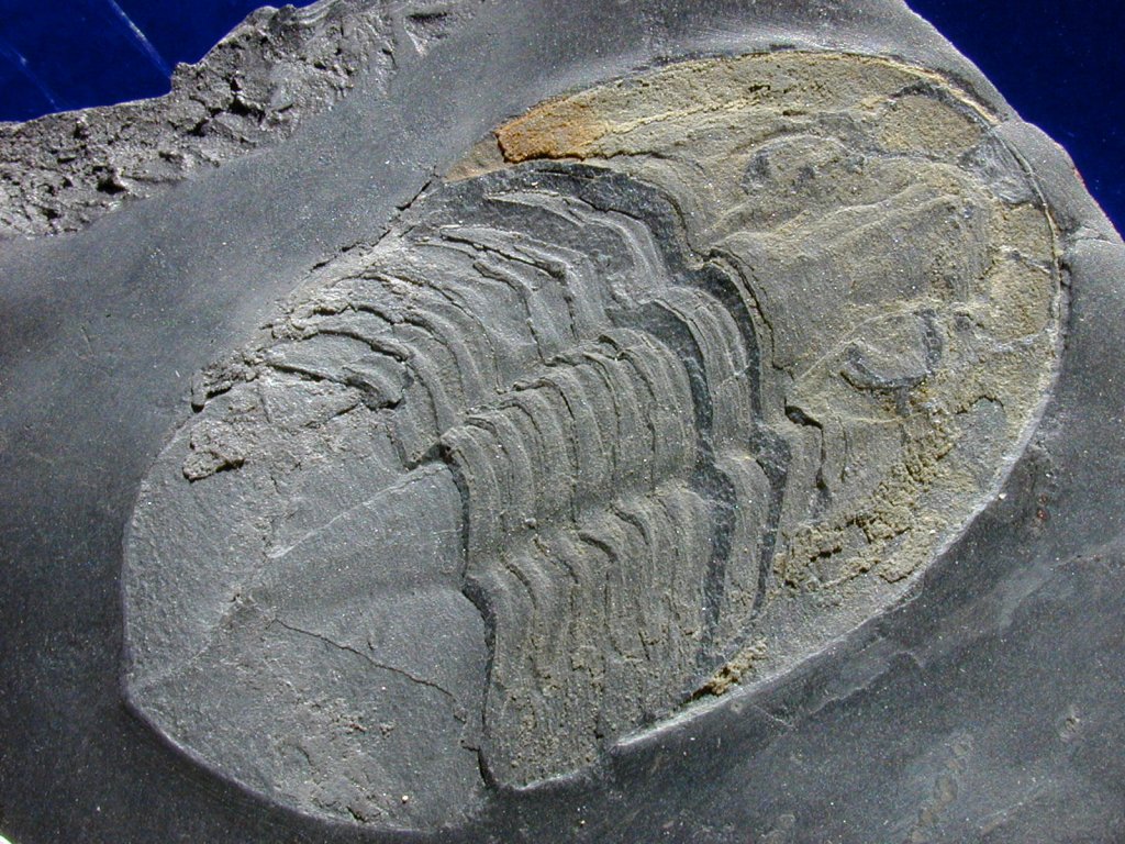 Asaphellus toledanus Trilobite