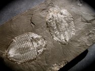 Pseudogygites latimarginatus Trilobites 