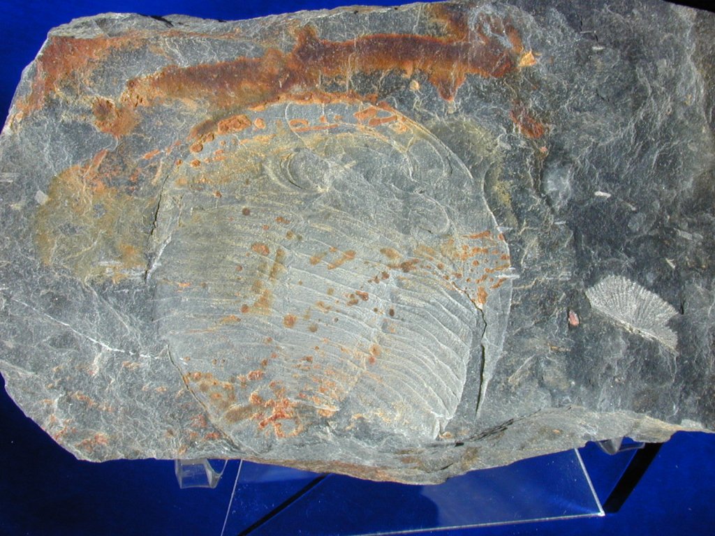Asaphellus toledanus Trilobite from Portugal