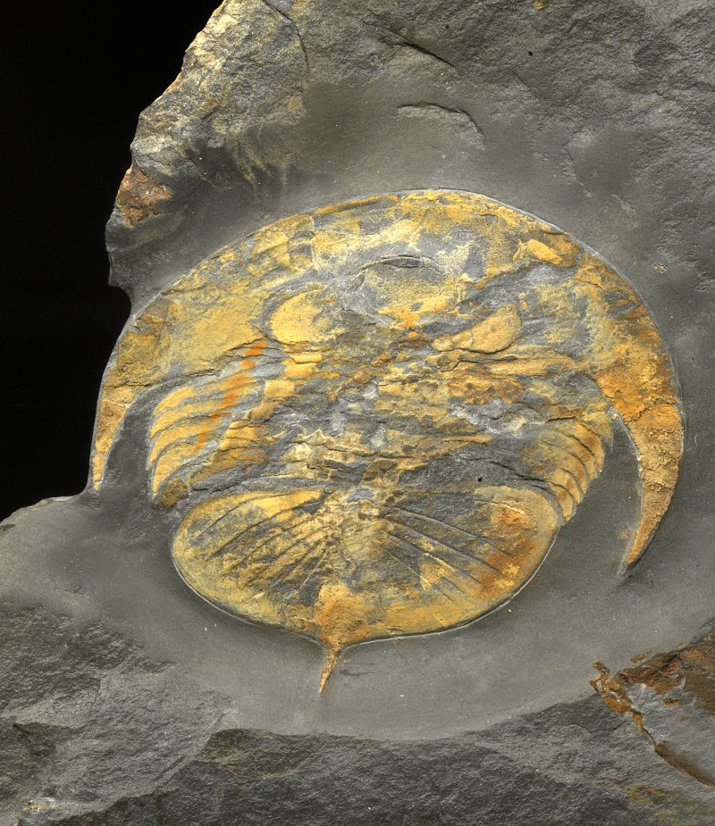 Nobiliasaphus delessei Valongo Trilobite from Portugal