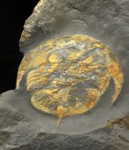 Nobiliasaphus