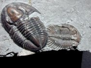 Dechenella and Greenops Trilobites Association from New York