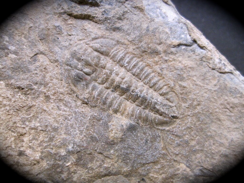 Bathyuriscus brighamensis Trilobite
