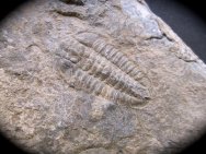 Rare Bathyuriscus brighamensis Trilobite