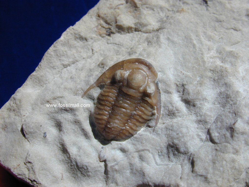 Maurotarion axitiosum Trilobite