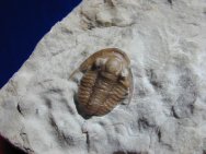 Maurotarion Trilobites