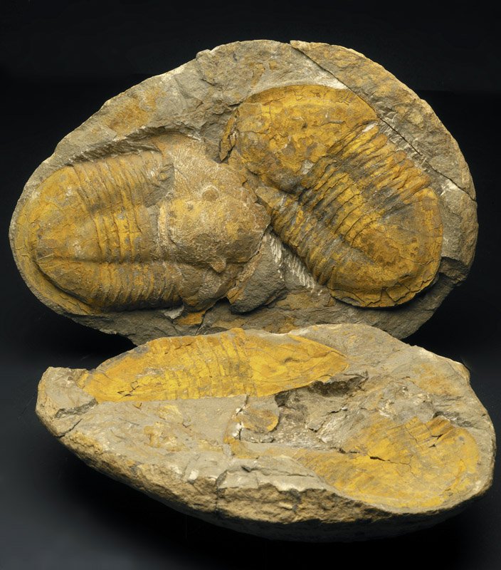 Asaphellus Trilobites